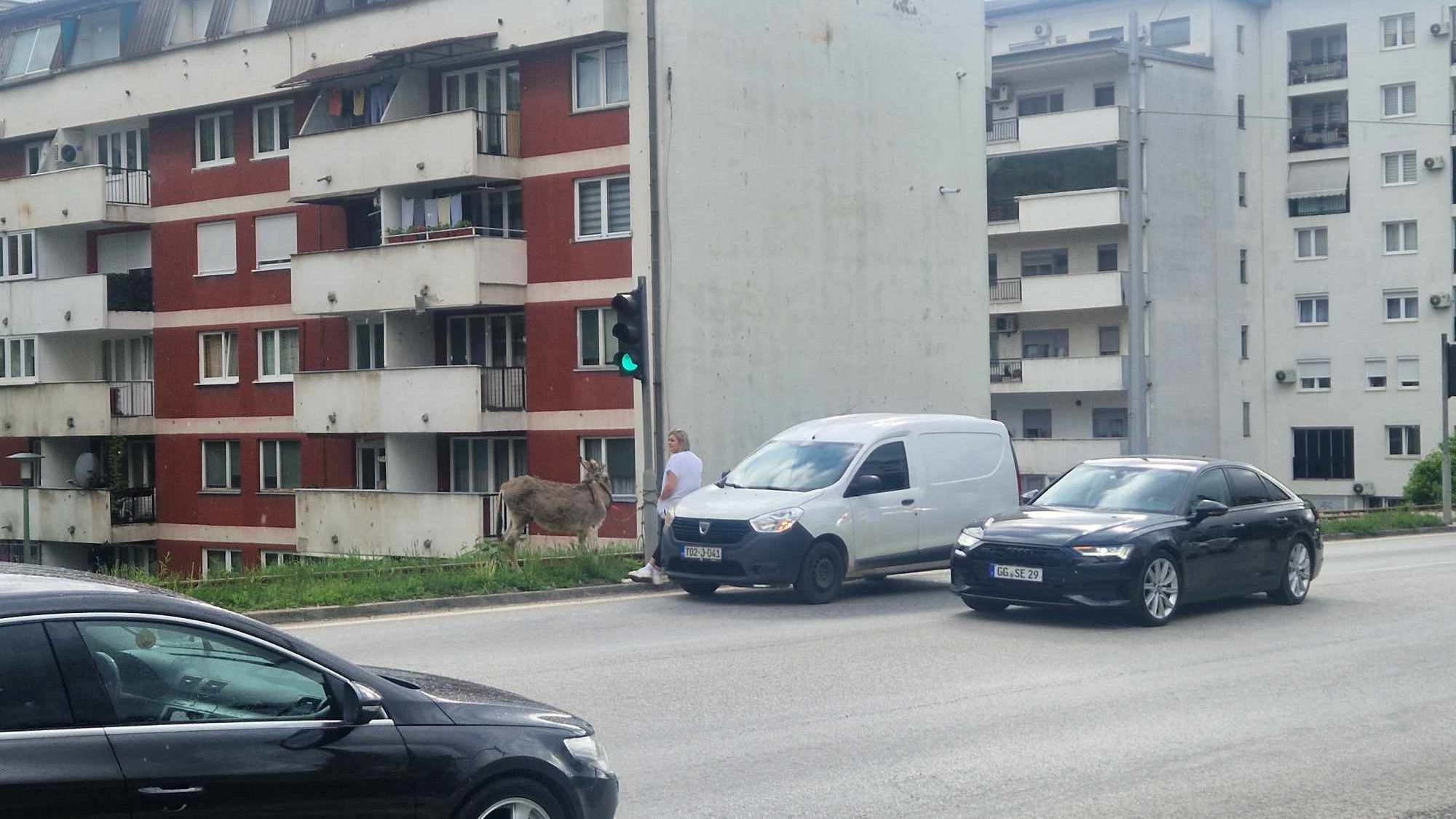 Čiji magarac luta od Vogošće prema Sarajevu? Spasila ga je veterinarka Sanela Kavazović