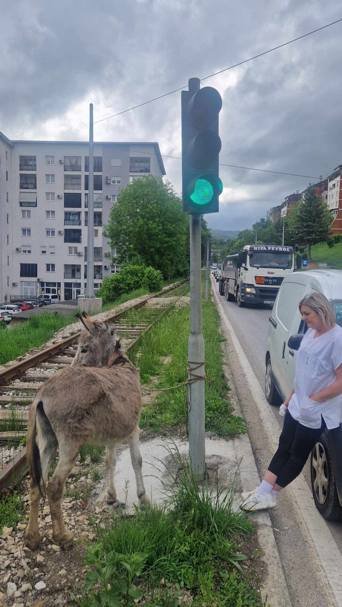 Iako je saobraćaj u tom trenutku bio izuzetno gust, srećom niko nije povrijeđen, ni ljudi ni životinja                                          