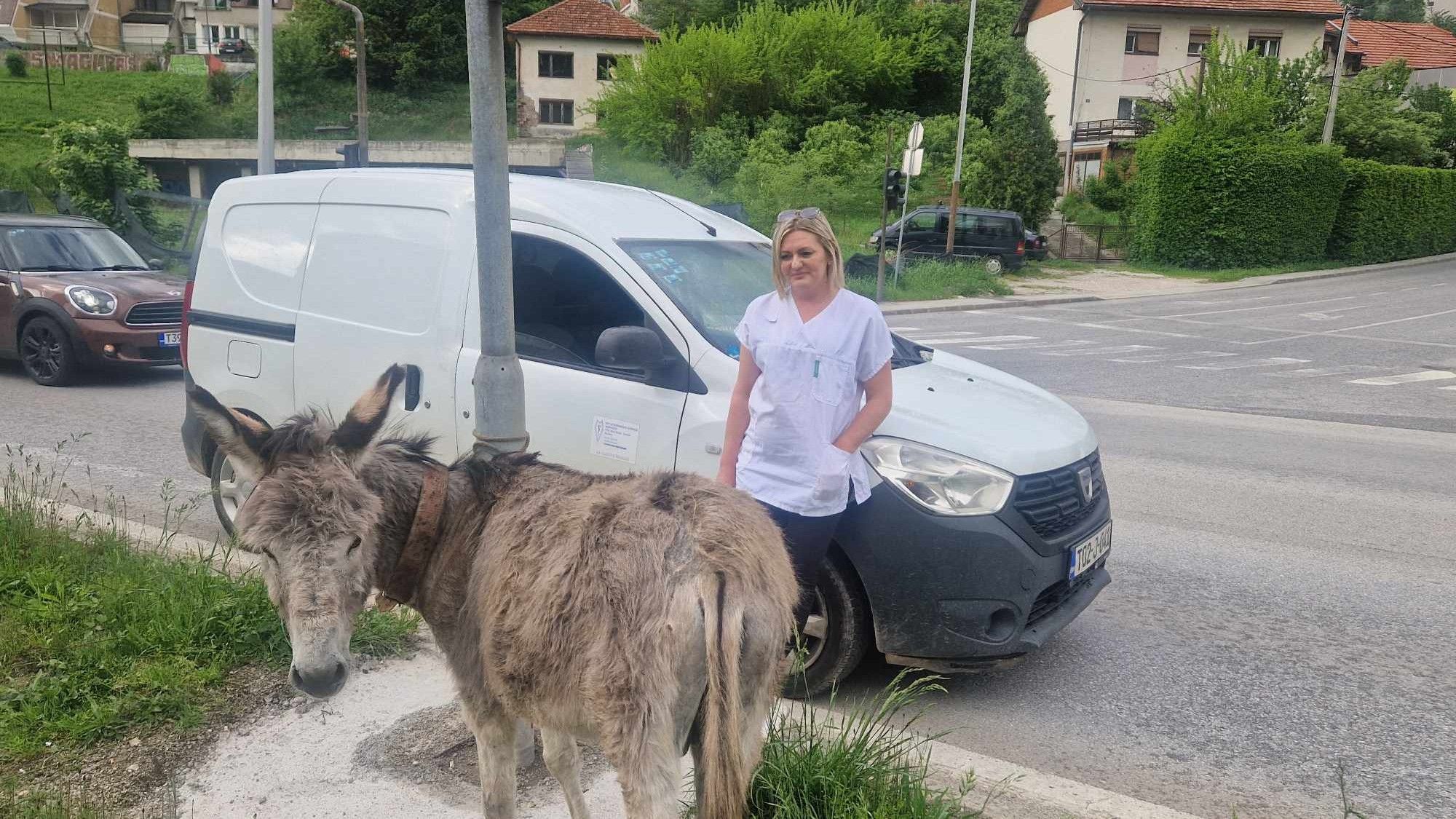 Iako je saobraćaj u tom trenutku bio izuzetno gust, srećom niko nije povrijeđen, ni ljudi ni životinja                                          