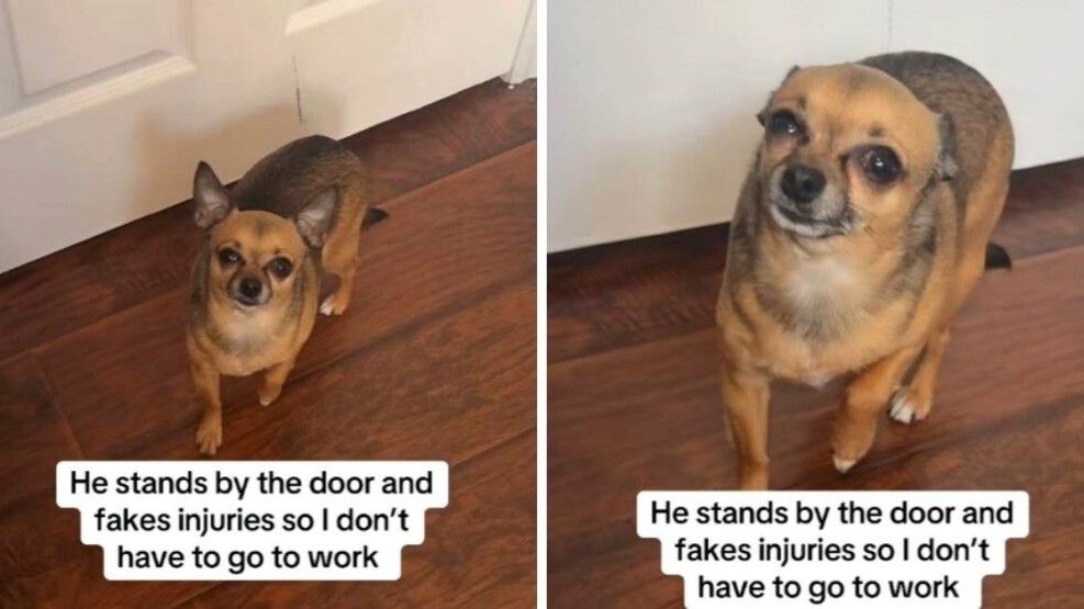 Ovaj mali četvorogodišnji pas pokazao je nevjerovatne glumačke sposobnosti