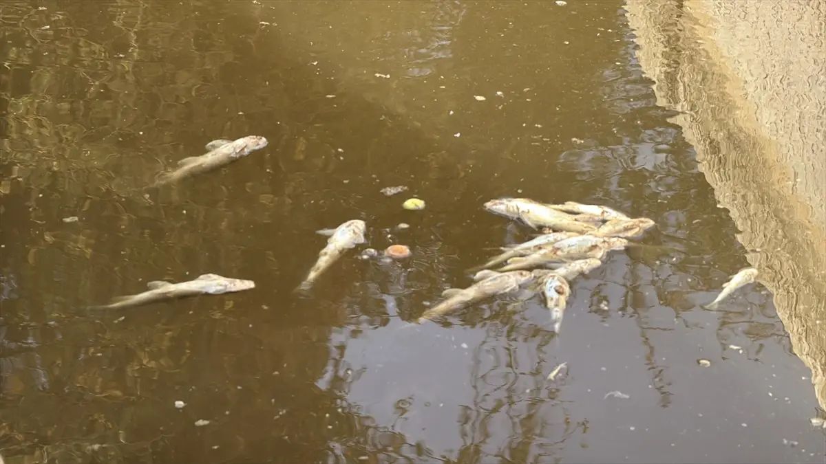 Izvor se nalazi u mjestu al-Aujah u Jerichu na istoku Jordanske doline i smatra se žilom kucavicom poljoprivrede, stočarstva i domaćeg turizma zbog obilja vode tokom cijele godine