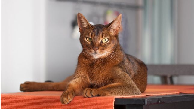 Mačke su cijenjene zbog svoje gracioznosti, a pojedine pasmine ističu se svojom jedinstvenom inteligencijom.