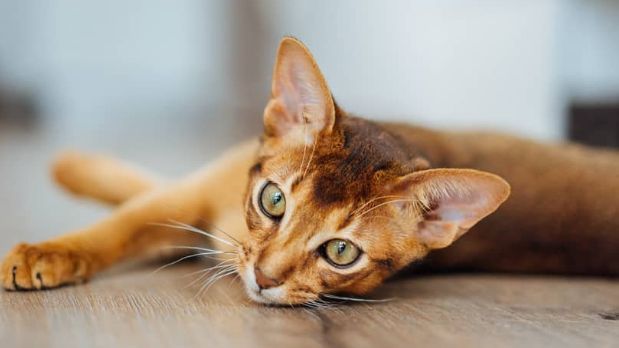 Mačke su cijenjene zbog svoje gracioznosti, a pojedine pasmine ističu se svojom jedinstvenom inteligencijom.