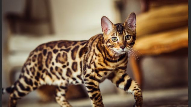 Ove mačke se smatraju najinteligentnijim ljubimcima