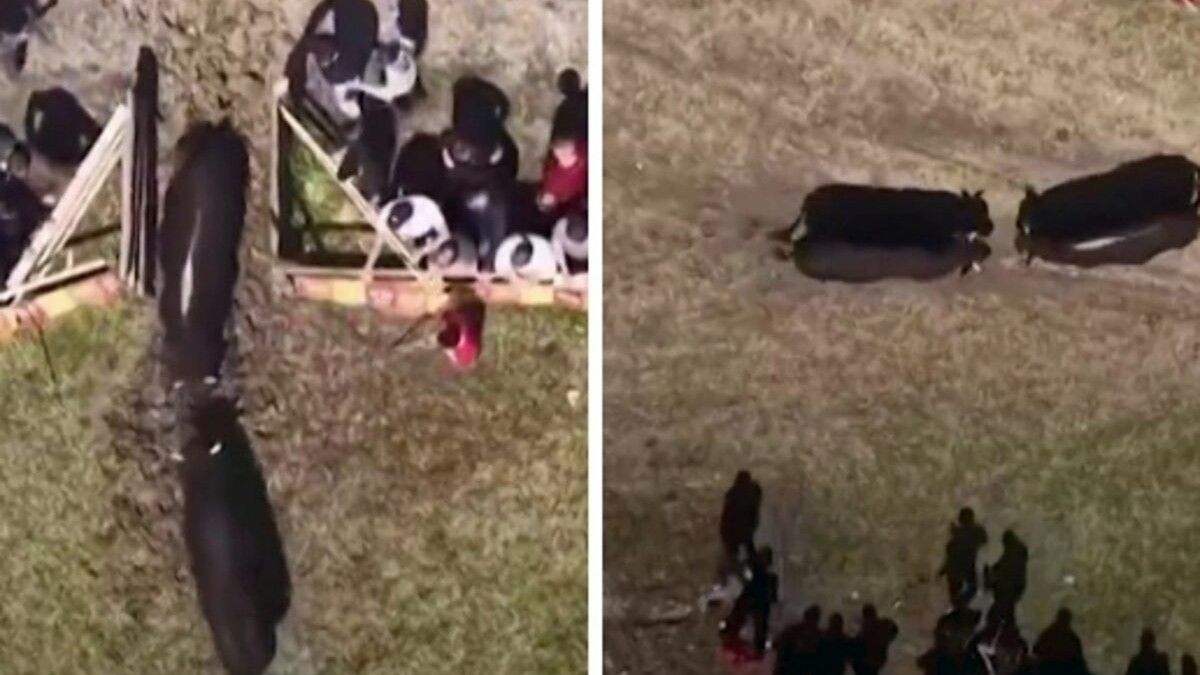 Ipak, ovakvi događaji redovno izazivaju kritike udruženja za zaštitu životinja, koja upozoravaju na stres, fizičku iscrpljenost i moguće povrede bikova...