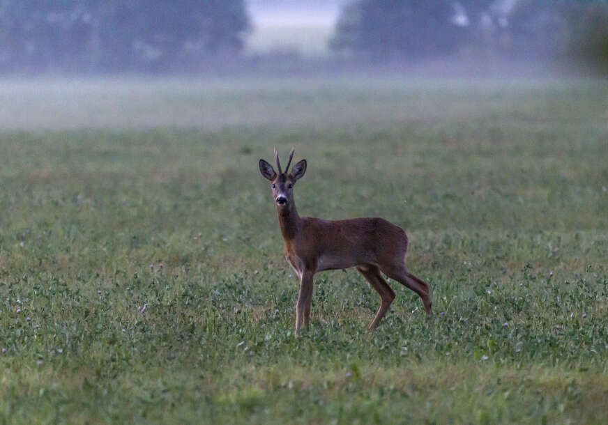 Lovočuvari tragaju za srnom koja je jutros primjećena u centru Bijeljine.