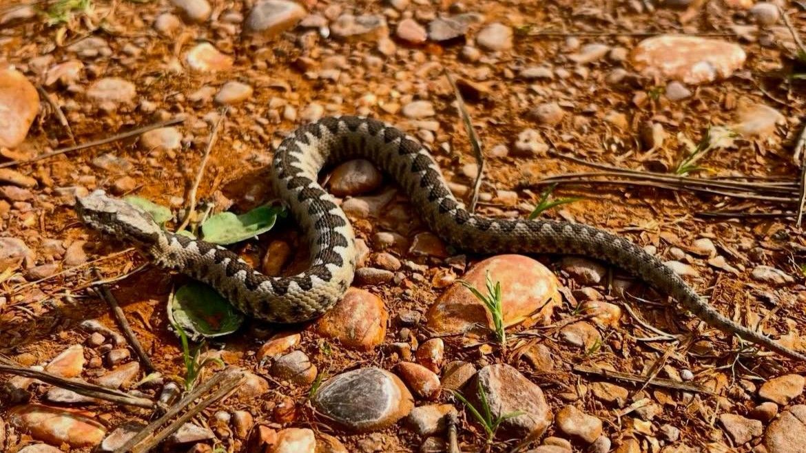 Tokom proljeća i u periodima vrlo toplih dana, zmije su posebno aktivne jer tada intenzivno traže hranu, partnere i nova skrovišta