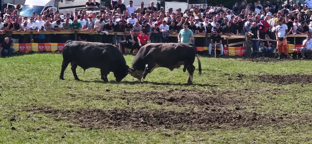 Bio je to festival dobre volje i druženja, sudeći po reakcijama na društvenim mrežama