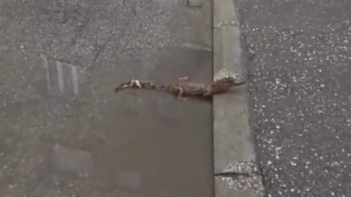 Policija je izašla na teren, sprovedena je procedura i obaviještene su nadležne institucije