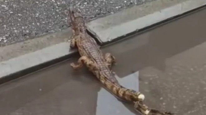 Policija je izašla na teren, sprovedena je procedura i obaviještene su nadležne institucije