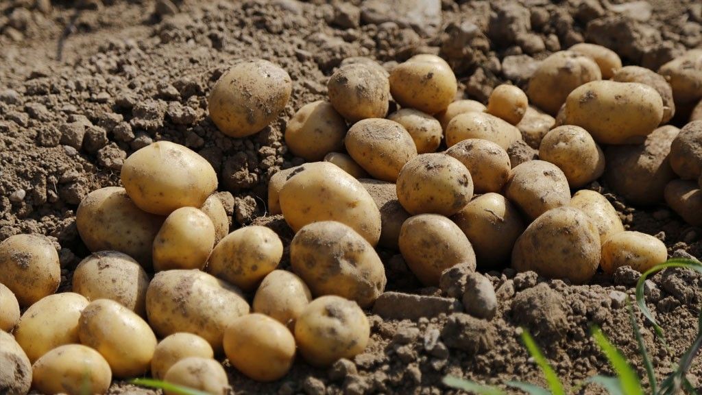 Pravilnom njegom i pažnjom, vaši krompiri i ostale biljke imat će idealne uslove za rast i bogat urod              