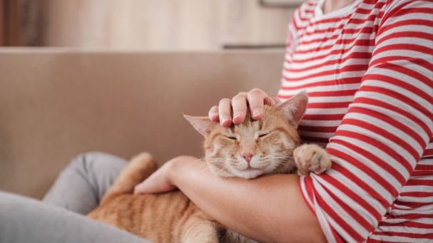 Mačka vam leži na stomaku i prede? Evo kako to utječe na vaše tijelo