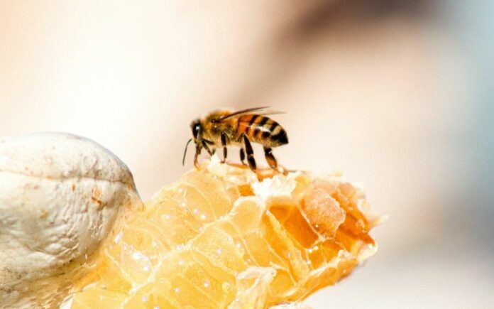 Ide se do tih granica da je ponekad i pored primjene odgovarajućih savremenih ispitnih metoda teško otkriti da li se riječ o krivotvorenom medu.