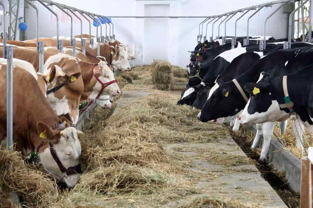 Srbija blokira bh. mlijeko, institucije šute: Ko štiti naše mljekare?