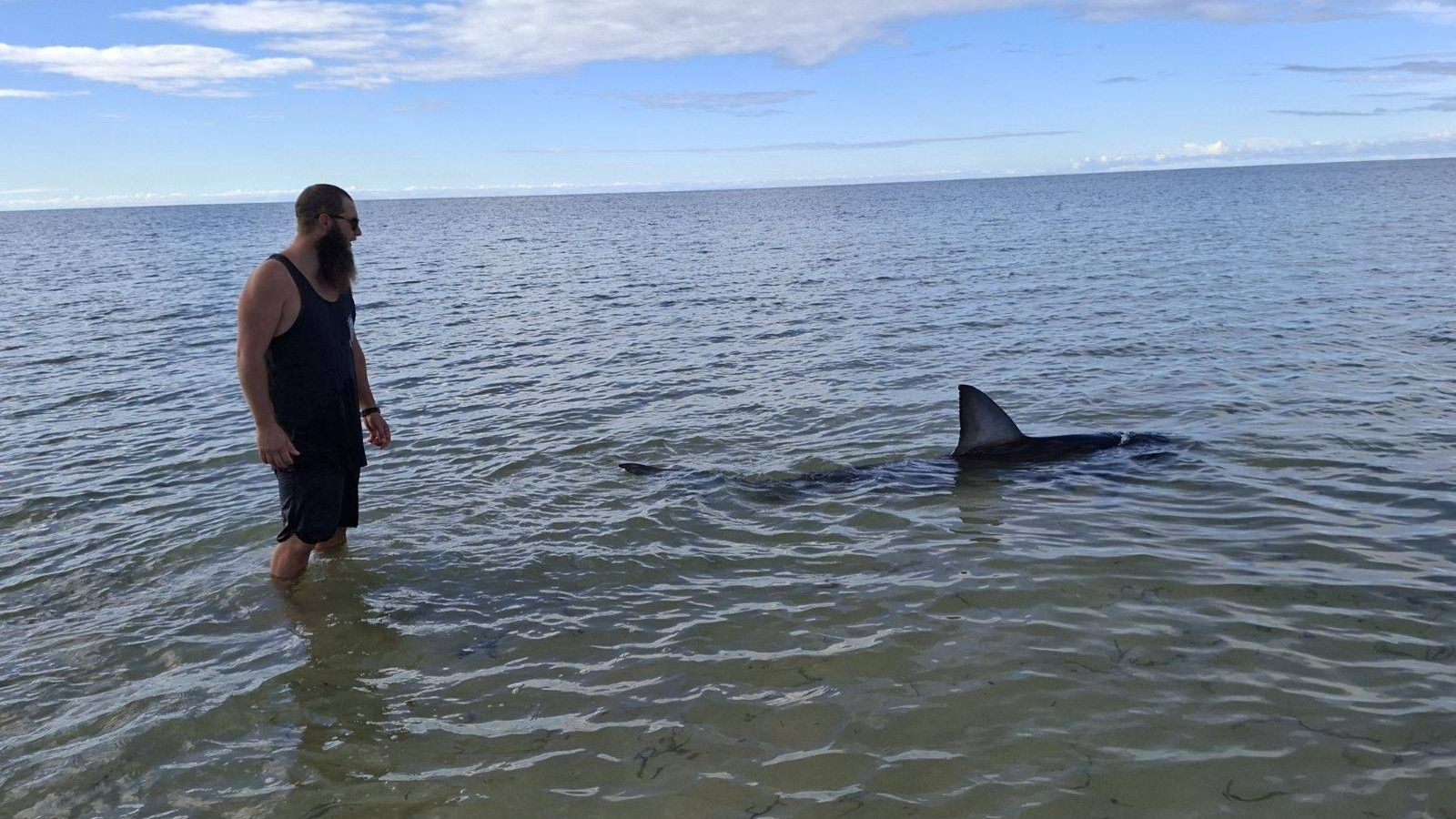 Prolaznici u Australiji spasili nasukanog morskog psa 