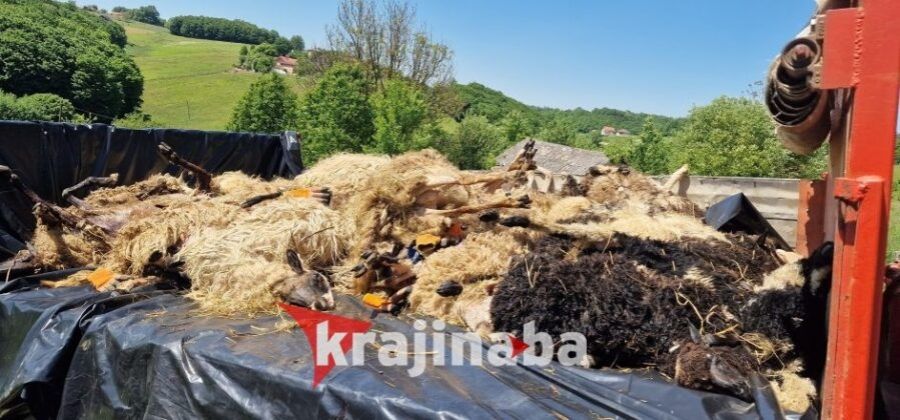 Šteta se procjenjuje na preko 20.000 KM, a vlasnik, koji se stočarstvom bavi generacijama, ostao je bez izvora prihoda za svoju porodicu.