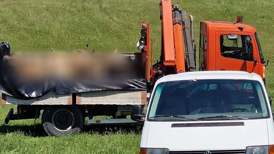 Nailu Hušidiću psi lutalice zaklali više od 30 ovaca i jagnjadi