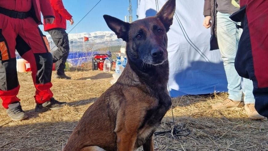 U društvu gdje postoje predrasude prema psima, ovo je još jedan dokaz njihove važnosti u spasilačkim misijama