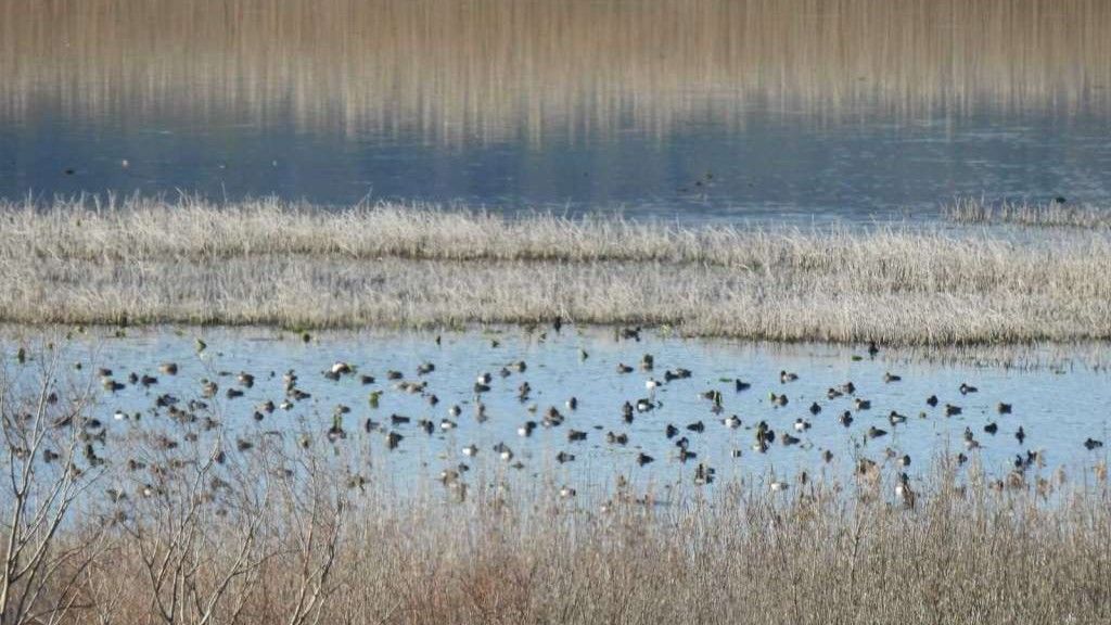 Migracija ptica selica je u punom zamahu, a na njihovom međukontinentalnom putovanju ključna su odmarališta koja im pružaju neophodan odmor i izvor hrane.