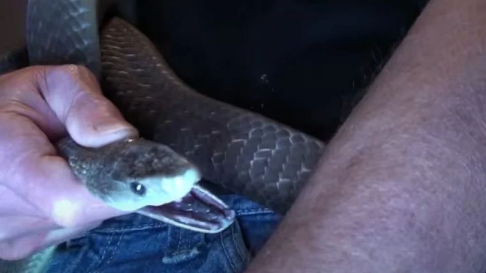 Standardni protuotrovi često su preskupi i nedostupni u siromašnim regijama