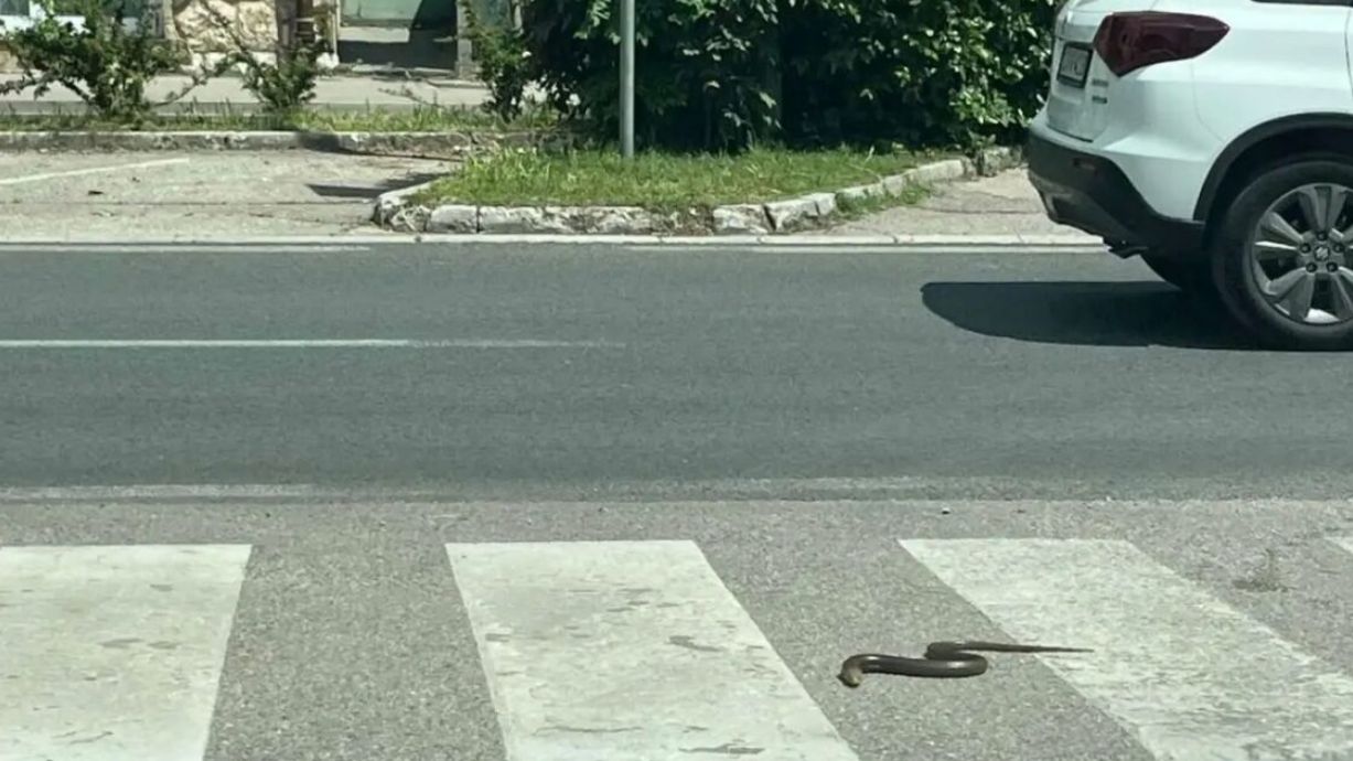 Ova pojava nije neobična za Mostar pogotovo kada temperature dosegnu gotovo 30 stepeni što pogoduje izlasku zmija iz svojih skrovišta