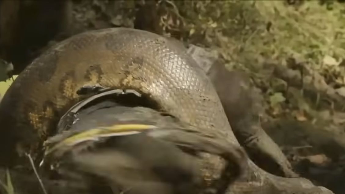 Šokantan video otkrio: Šta se desilo s čovjekom koji je dopustio zmiji da ga pojede živog