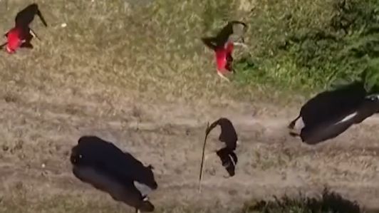 Kod Kaknja umalo tragedija na koridi: Bikovi pobjegli među publiku, nastala panika