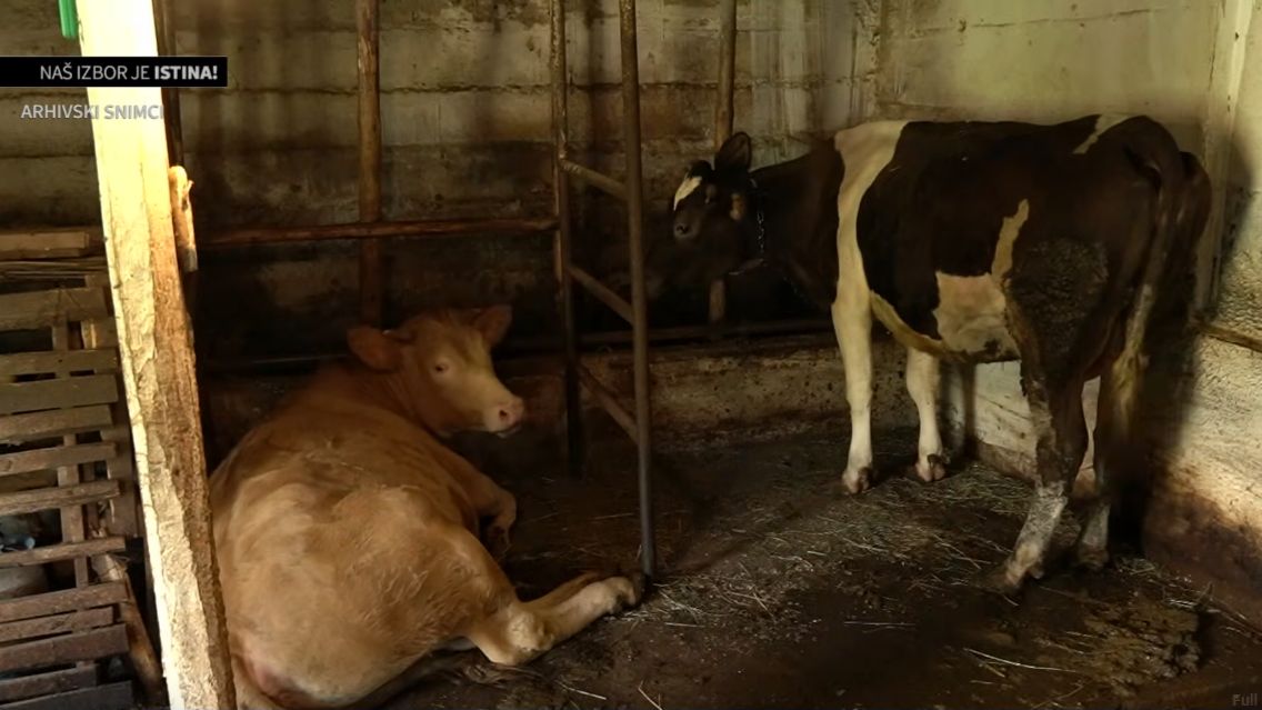 U Vogošći prije dvije sedmice otkrivena bruceloza, 13 zaraženih krava i dalje na farmi