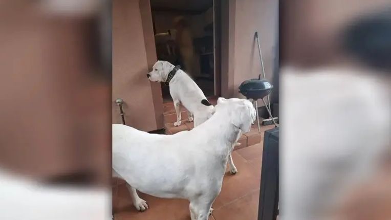 Vodio ih je u šetnje bez povodaca i brnjica, a često su bježali od svojih vlasnika jer je ograda bila preniska