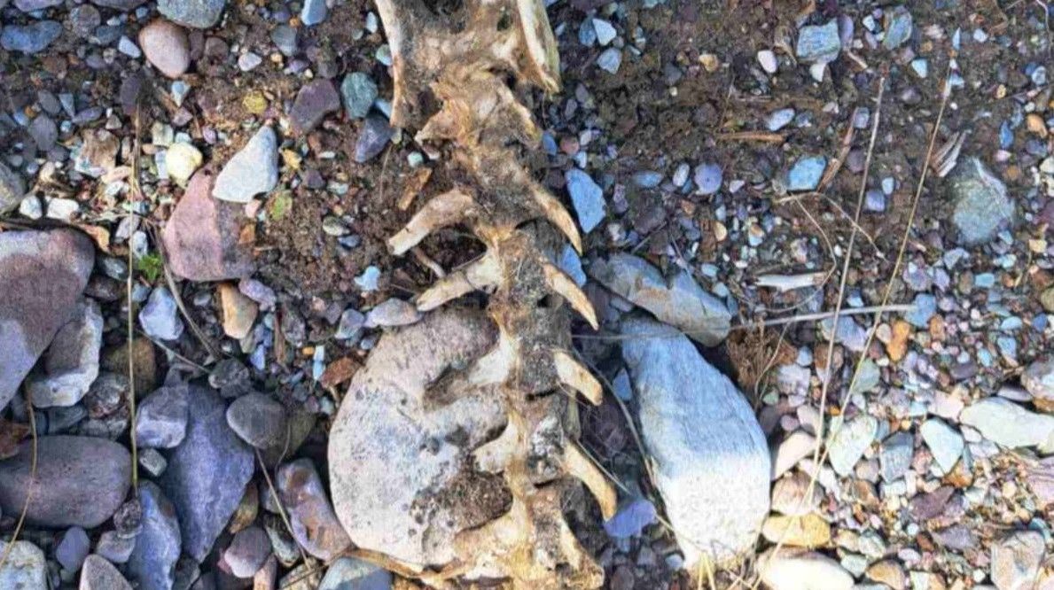 Mezarje nestalo, dostojanstvo mrtvih zgaženo: Pas pronašao posmrtne ostatke u mjestu Seonica
