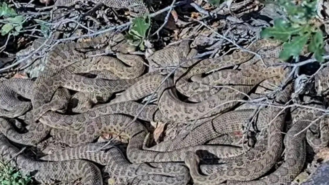 U prenosu uživo snimljene su hiljade zvečarki na tajnoj lokaciji u Koloradu kako ponovo izlaze iz svoje džinovske jazbine, gdje su provele zimu.