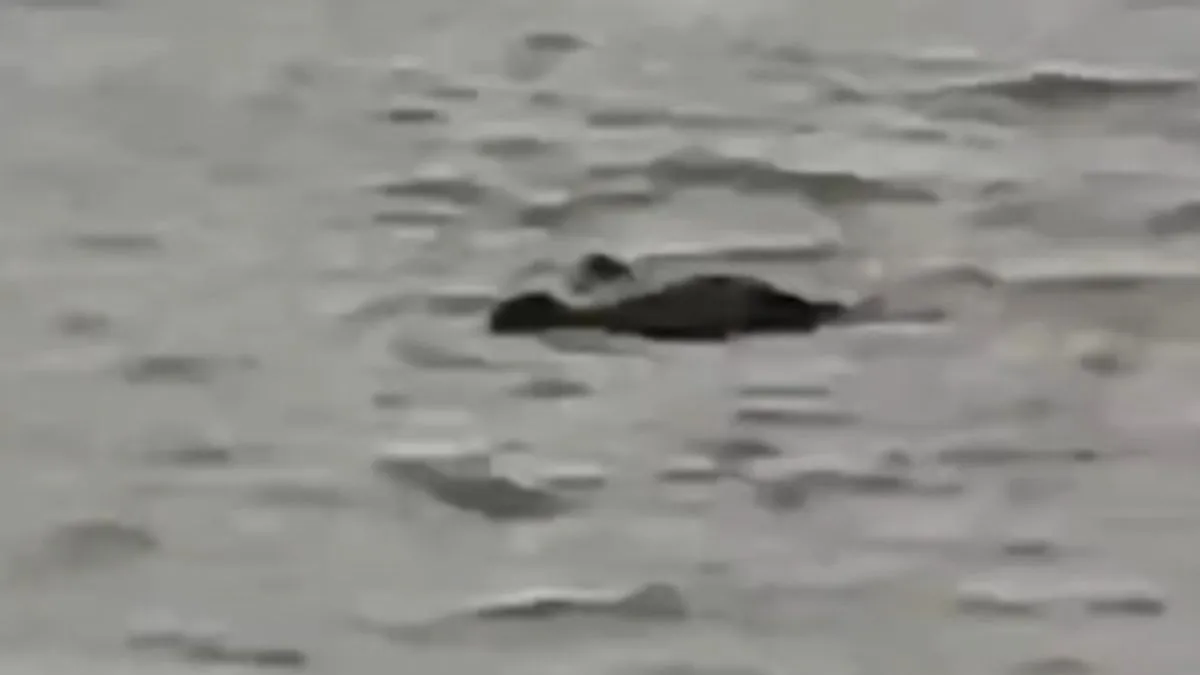 Mještani kažu da su ovog ljeta krokodili češće viđani uz obalu, što dodatno pojačava strah i zabrinutost
