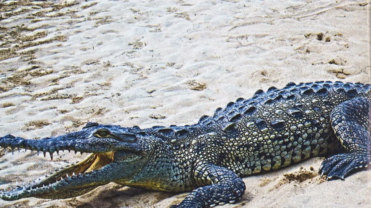 Užas u Indiji: Krokodil povukao pod vodu 13-godišnjeg dječaka, još se traga za njim
