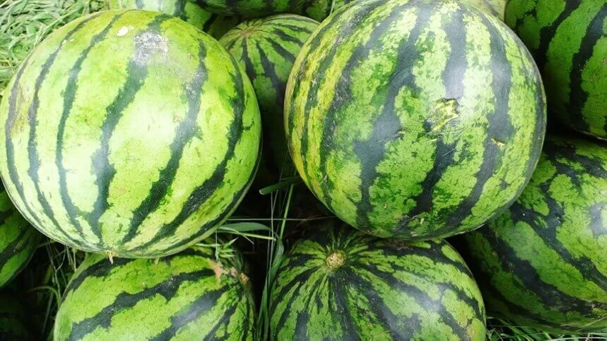 Jedan od vjerovatno najstarijih uključuje treskanje i kuckanje o lubenicu.