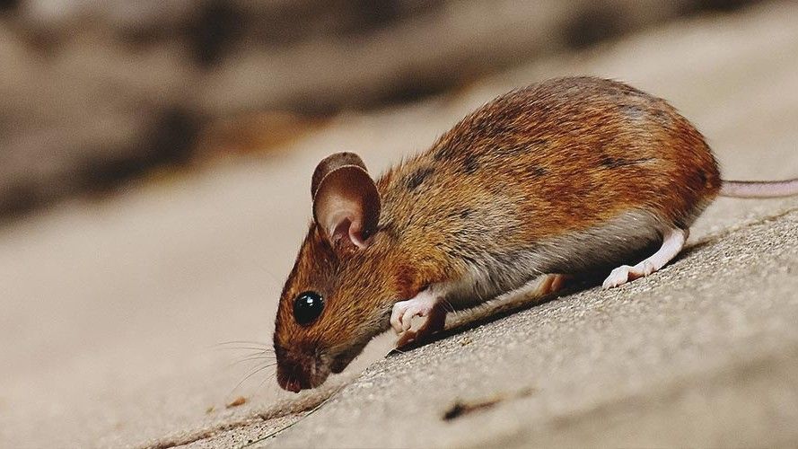 Zaboravite na otrove i zamke: Prirodni način da miševi zaobiđu vašu kuću u širokom luku