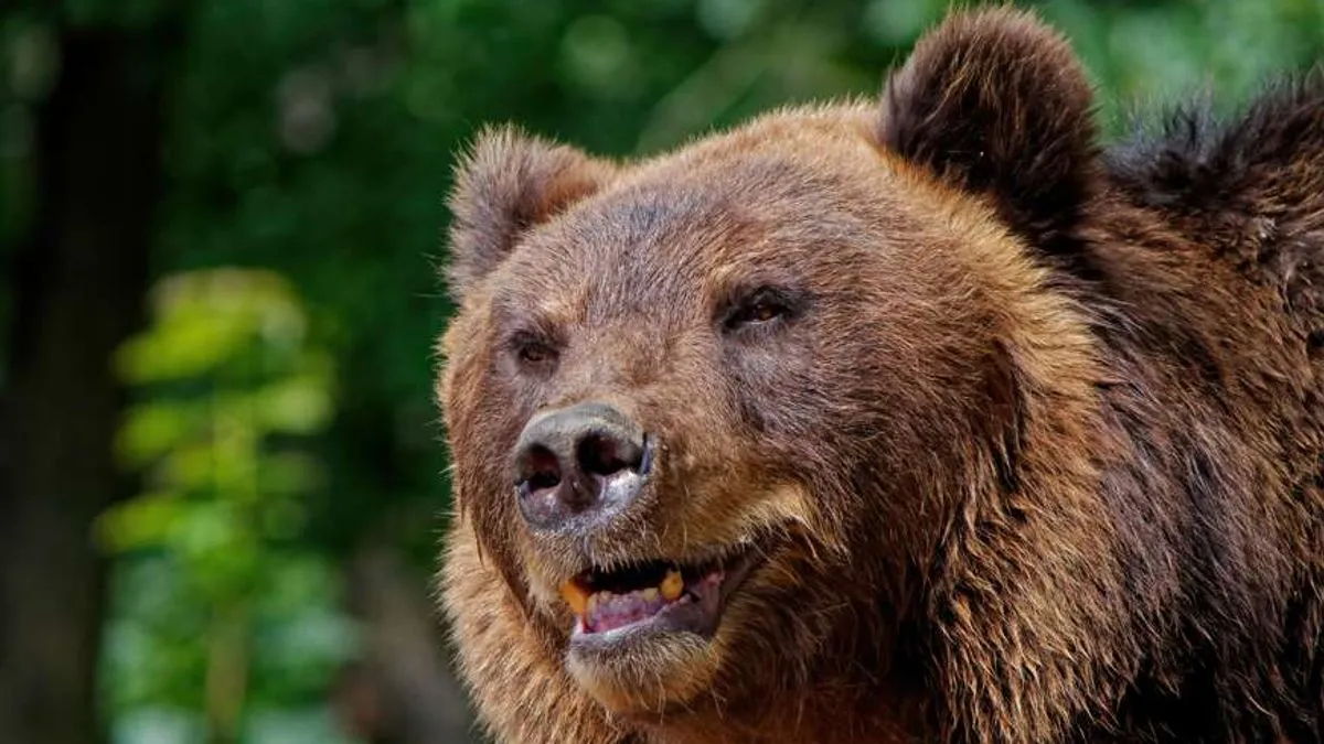 Muškarac, čije ime nije objavljeno, pao je unazad i odbranio se od medvjeda udarajući ga nogama, nakon čega je životinja pobjegla. 