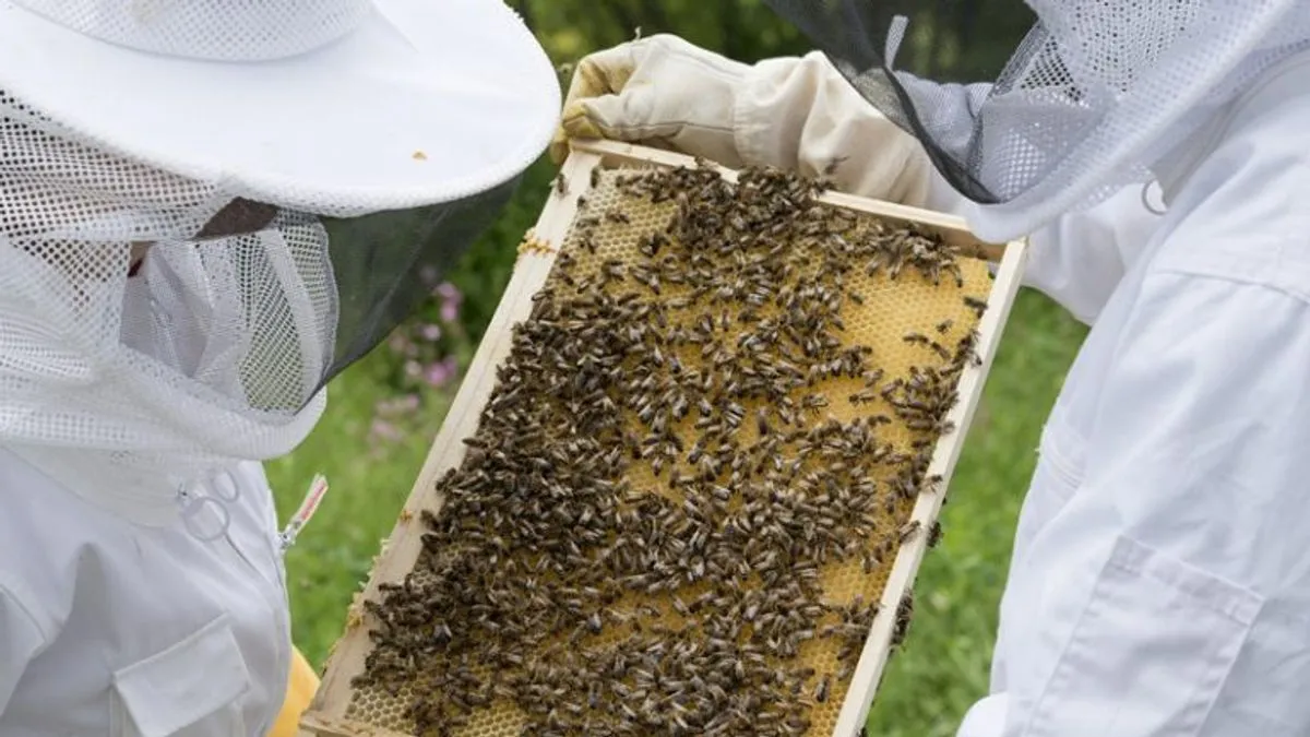 149 tona sumnje: Šta uvozimo dok naši pčelari propadaju?