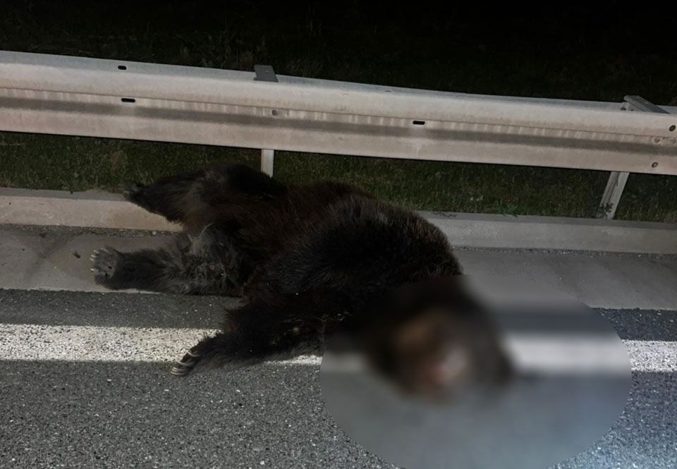 Nadležne službe su odmah izašle na teren, osigurale mjesto događaja i uklonile životinju.