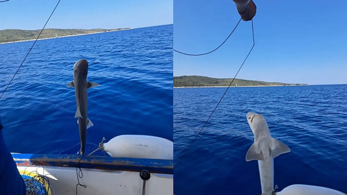 Bio je dug preko metar. Prava borba ga je bila izvući, ali smo ga na kraju vratili u more", ispričao je Ljubo za portal Dalmacija Danas. 