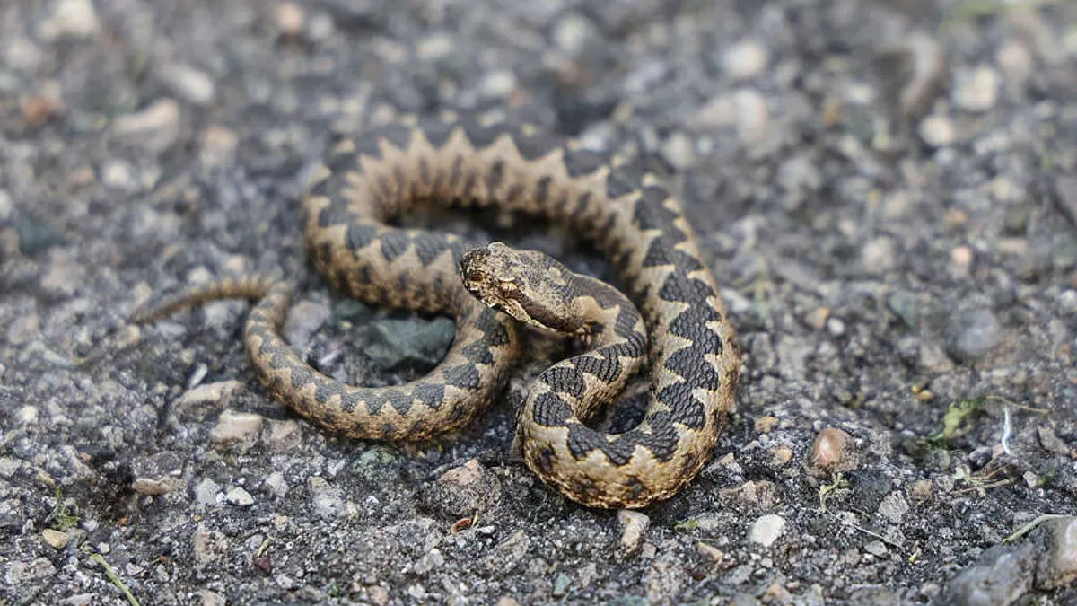 function r(){if(it(n),n.value===Hm){let o=null;throw new D(-950,o)}return n.value}