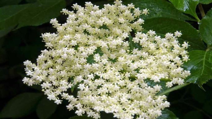 Ovih dana veliko žbunje rađa prepoznatljive bijele cvjetove karakterističnog mirisa koje, pored popularnog imena zova, nosi i nazive zohva, bazga, abzov, bažoina i brojne druge.