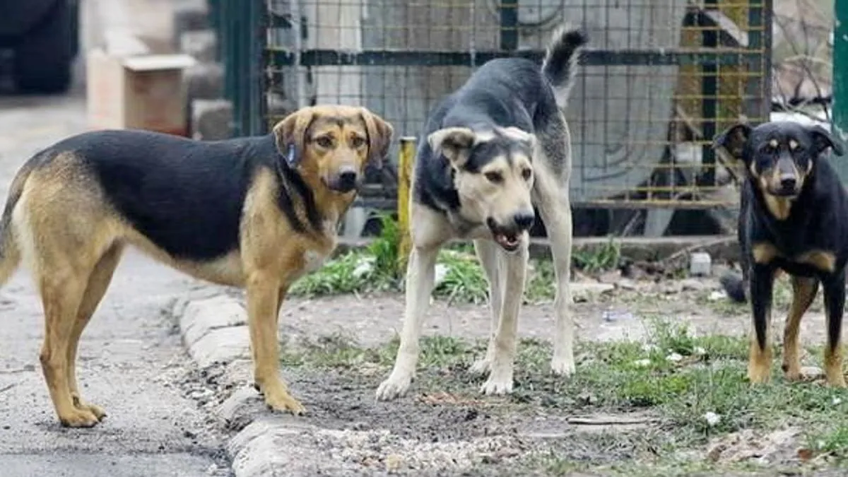 Ministarstvo privrede KS danas je potpisalo ugovore s 11 ovlaštenih veterinarskih organizacija