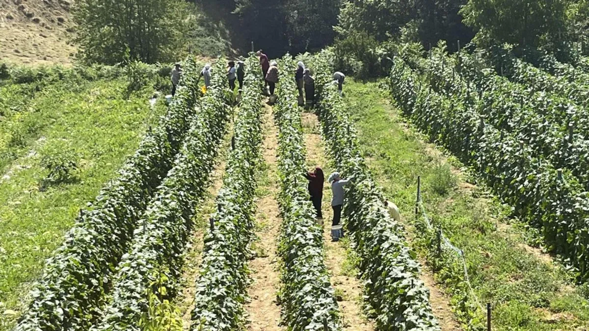 Krajiška solidarnost: Komšije pomogli porodici tragično preminulog Emelina Mehića da obrade 3 dunuma
