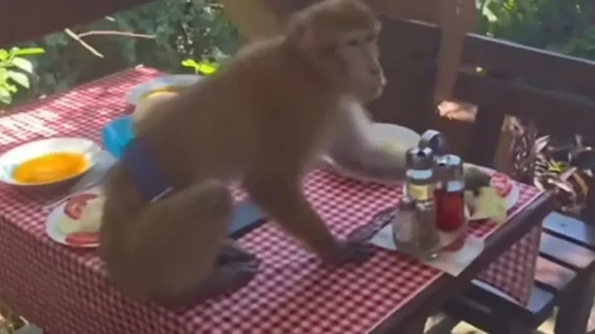 Video prikazuje egzotičnu životinju koja bez imalo straha degustira sve što se nalazi na stolu.