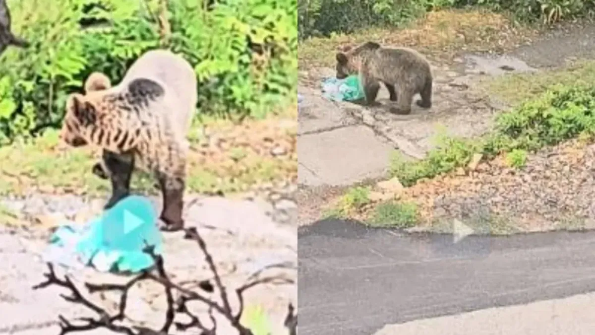 Medvjed ih, kažu, posjećuje već mjesec dana i nije im svejedno jer je riječ o naseljenom području s mnogo djece i turista.