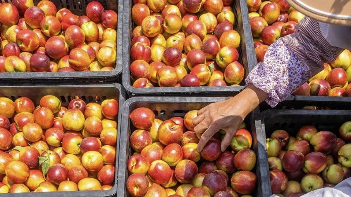 Vitamin C u nektarinama podržava imunološki sistem, a karotenoidi štite od oštećenja oka. 