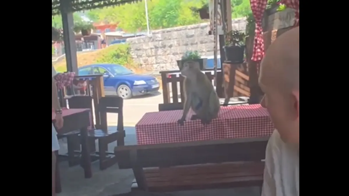 Video prikazuje egzotičnu životinju koja bez imalo straha degustira sve što se nalazi na stolu.