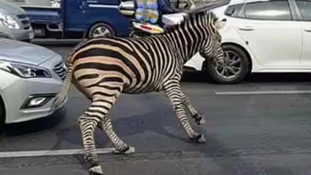 Stanje povrijeđenih za sada nije poznato...                     