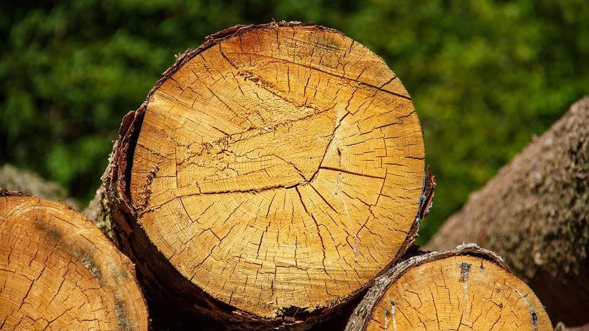 Odstupanja su pronađena i u prodaji šumskih drvnih sortimenata u odnosu na ugovorene količine i vrste drvnih sortimenata.