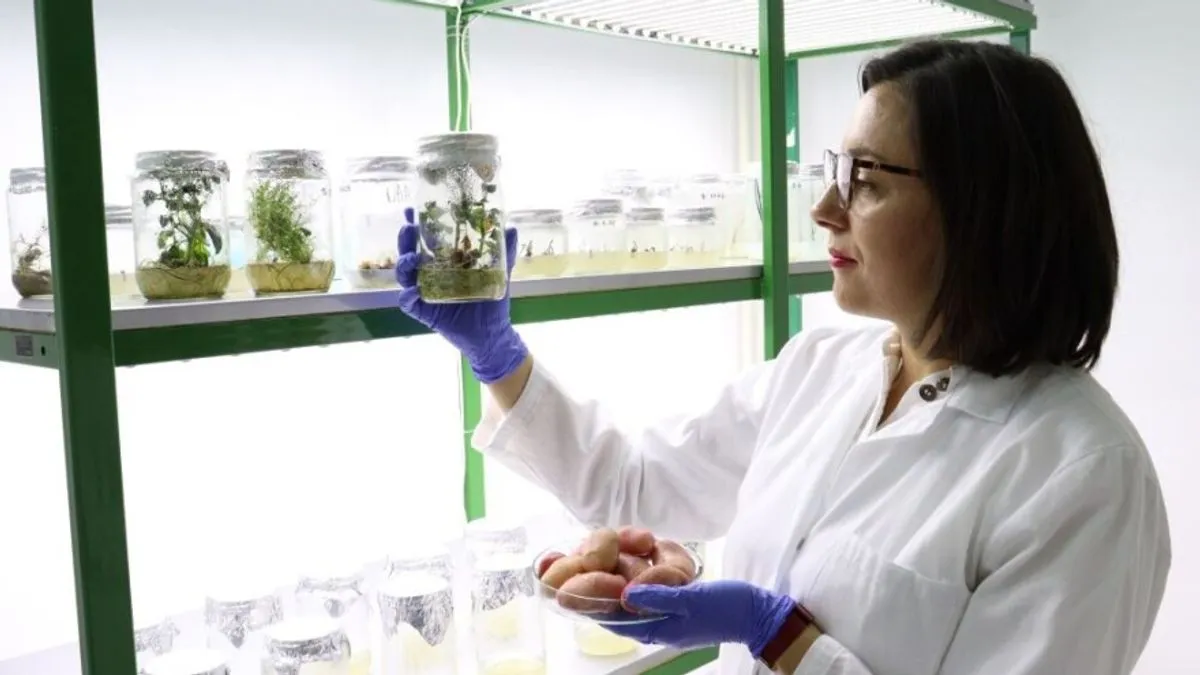 Ovaj postupak omogućava dobijanje zdravog, virusno čistog sjemenskog materijala